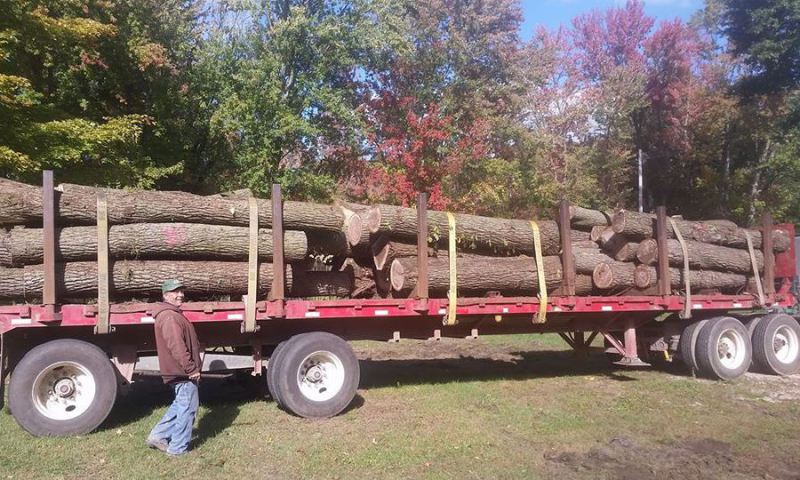 Logging, Log Buyer, Log Buying, Timber Buying, Timber Buyer, Timber Purchasing, Log Purchasing, Clear-cut, Selective Logging, Cash For Logs, Cash For Timber